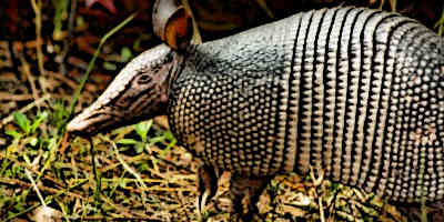 Mayan Animals
