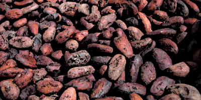 Mayan Chocolate