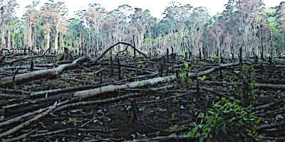 Mayan Farming Slash and Burn