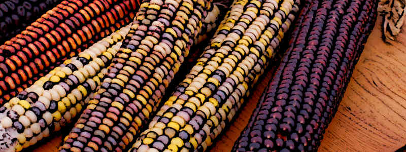 Mayan Food